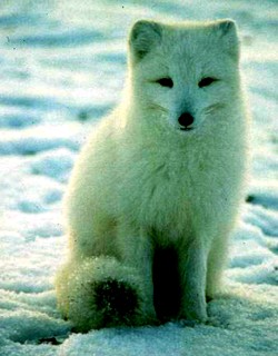 Artic Fox